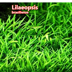 Lilaeopsis brasiliense  corpet